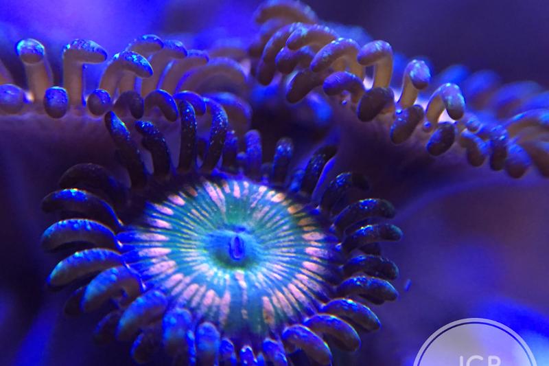 29 Reef Thumbnail