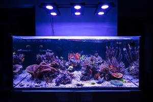 Essential Focus Reef Tank on January 24, 2017