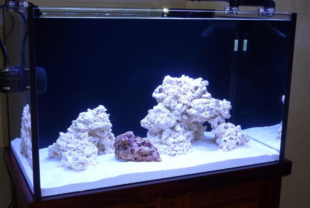 live rock to help seed purple coralline algae