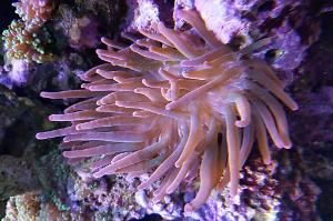 Rose Rainbow Bubble Tip Anemone Thumbnail