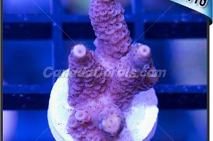 Deep Magenta Acropora Millepora Thumbnail