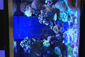 Oceanic 40 Gallon Reef Thumbnail