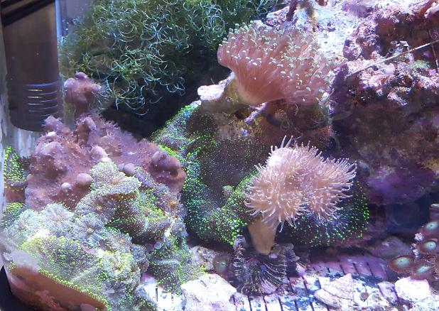 My Aquarium on March 18, 2017