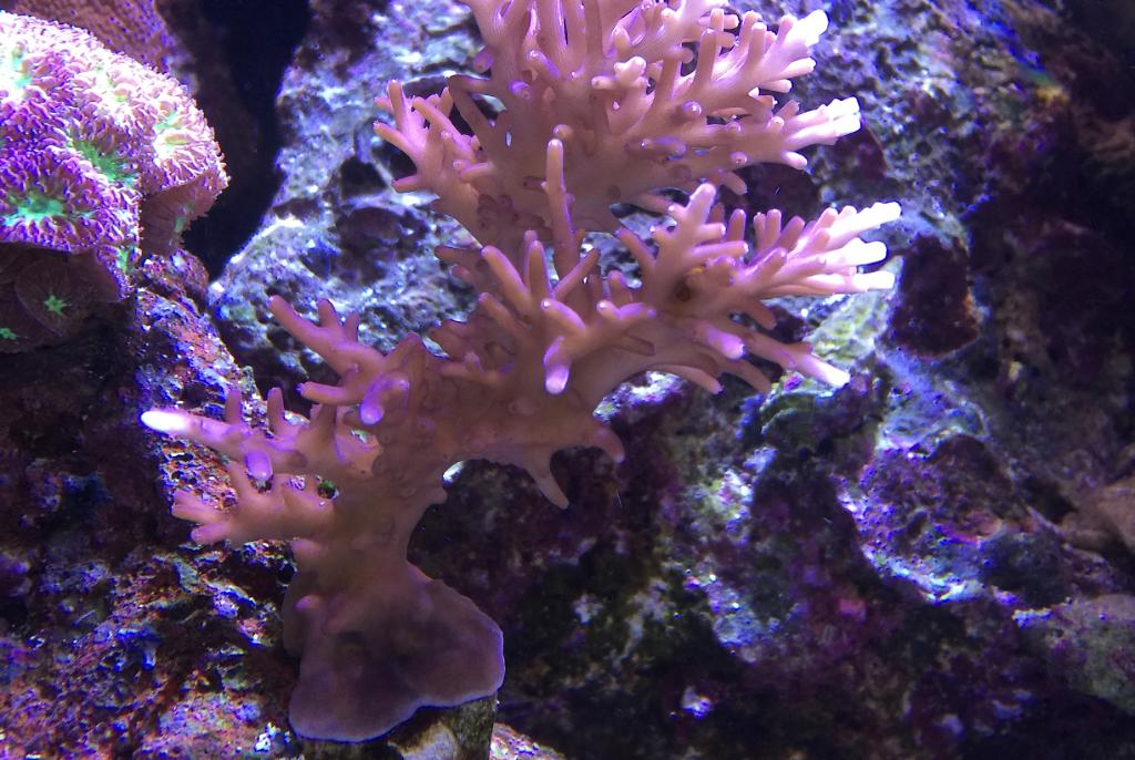 Red Dragon Acropora