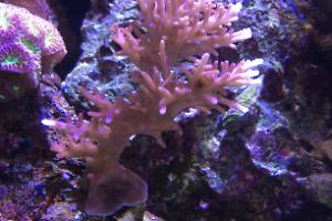 Red Dragon Acropora