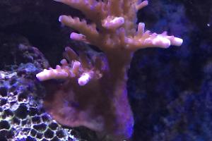 Blue Acropora