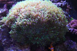 Frogspawn Coral - Branched