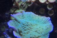 Blue Polyp Monti Cap Thumbnail