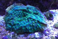 Chalice Coral Thumbnail