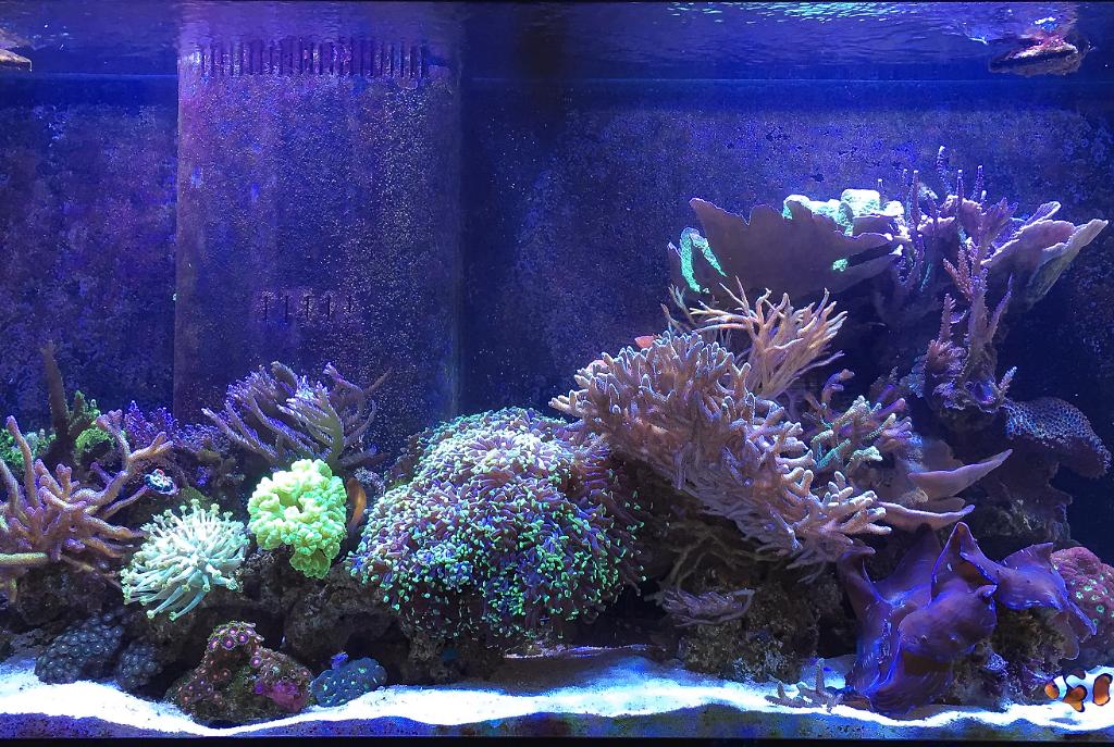 Main Display ~ Mixed Reef on March 20, 2017