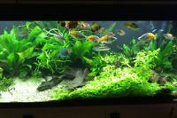 My Aquarium on Mar 21, 2017