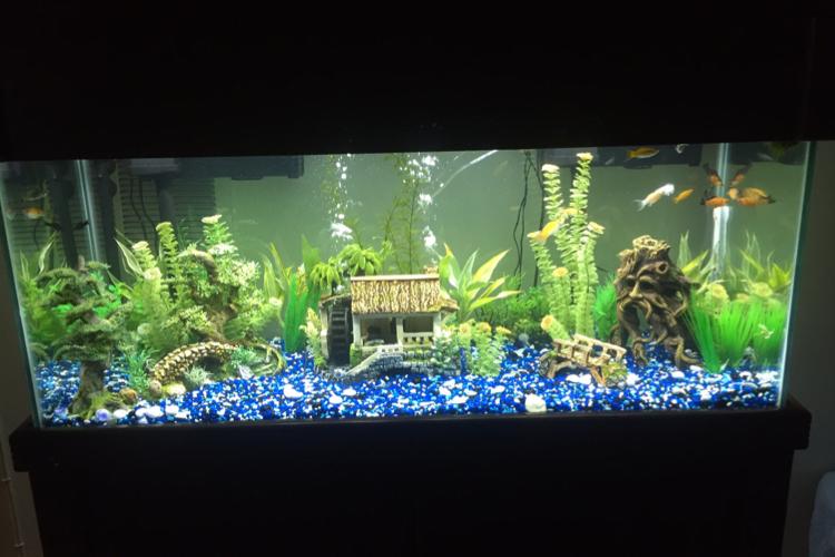 75 Gallon Thumbnail