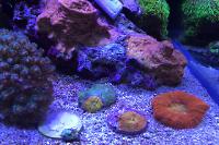 My Aquarium on Mar 23, 2017