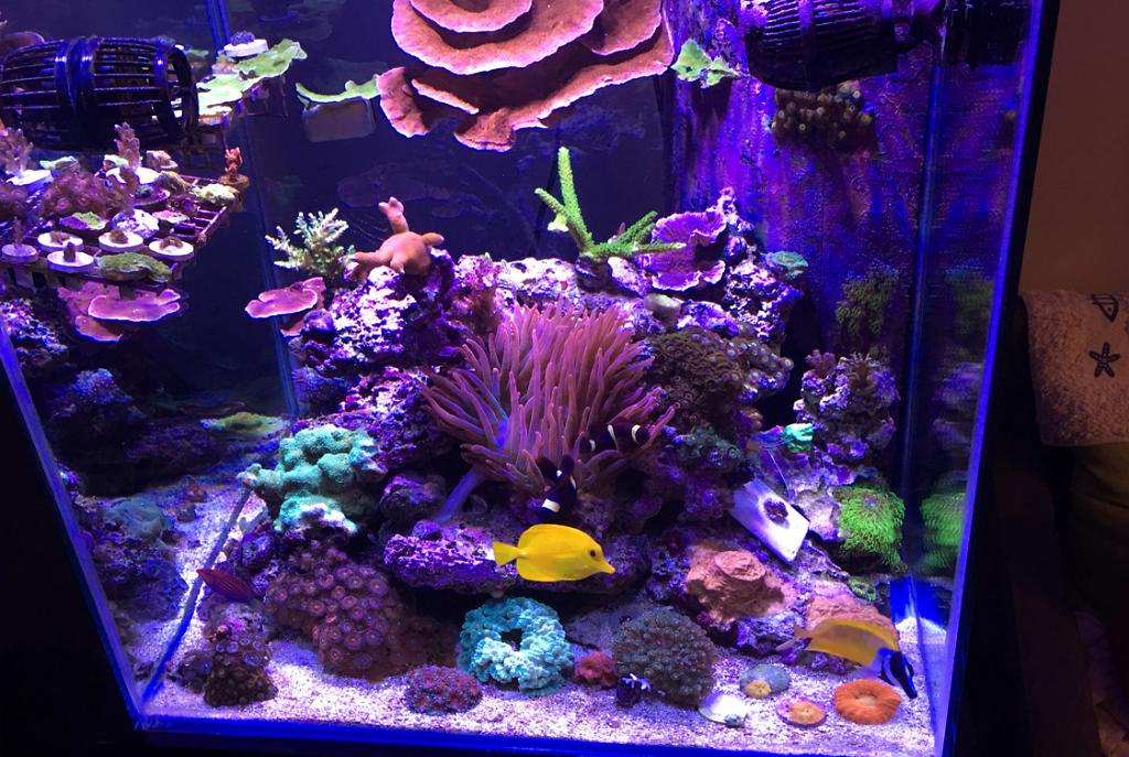 My Aquarium on Mar 23, 2017