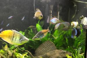 My Aquarium on Mar 26, 2017