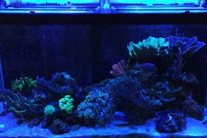 Main Display ~ Mixed Reef on Mar 27, 2017