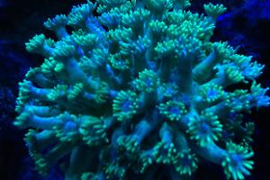 Main Display ~ Mixed Reef on Mar 27, 2017