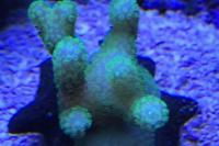 Flouresent Green Stylophora Thumbnail