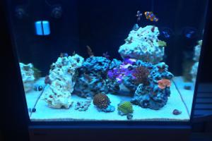 Red Sea Reefer 170 Thumbnail