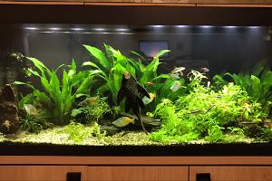 My Aquarium on Mar 30, 2017