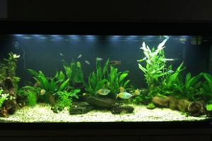 My Aquarium on Mar 30, 2017