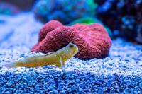 Yellow Watchman Goby Thumbnail