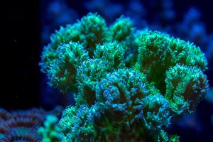 Horn Coral Neon Green Thumbnail