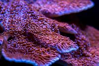 Montipora Coral Plating Thumbnail