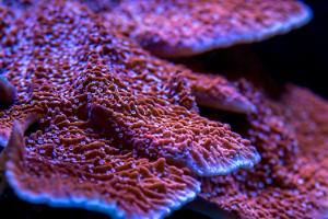 Leaf Plate Montipora Thumbnail