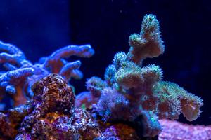 Horn Coral Green Thumbnail