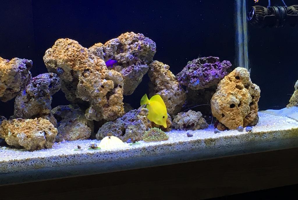 My Aquarium on March 31, 2017