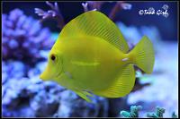 Yellow Tang Thumbnail