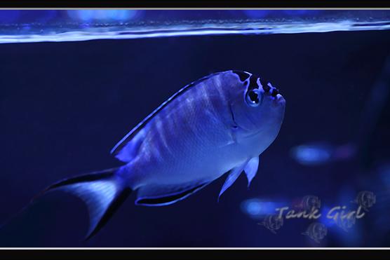 Watanabei Angelfish / Genicanthus watanabei 25