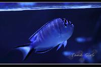 Watanabei Angelfish Thumbnail