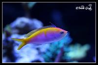 Bartlett's Anthias Thumbnail