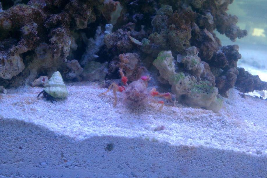 Decorator Arrow Crab / Stenorhynchus sp 3