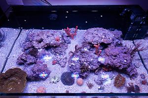 Essential Focus Reef Tank on April 1, 2017