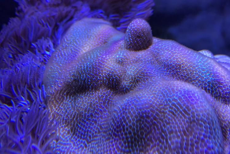 29 Reef on Apr 1, 2017