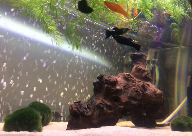 My Aquarium on Apr 2, 2017