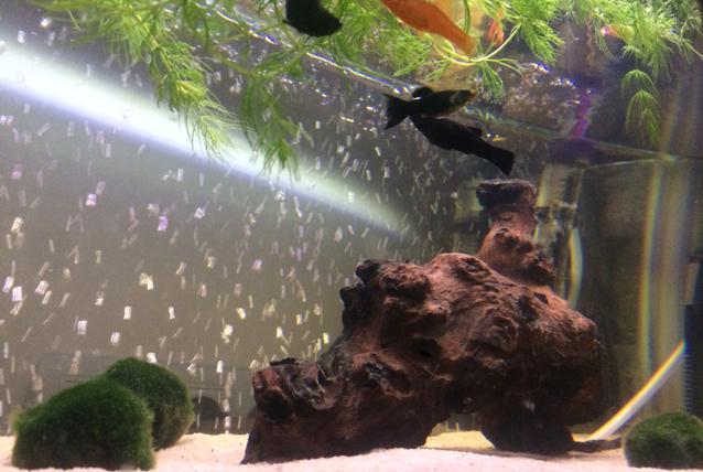 My Aquarium on Apr 2, 2017