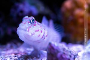 Pink Spot Goby