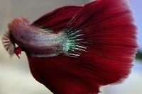 Betta Thumbnail