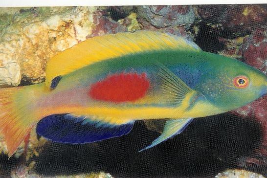 Scott's Fairy Wrasse / Cirrhilabrus scottorum 18