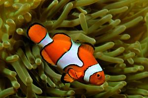 clown fish