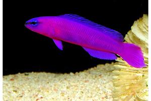 Orchid Dottyback Thumbnail