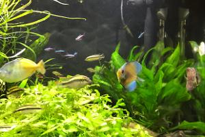 My Aquarium on Apr 7, 2017