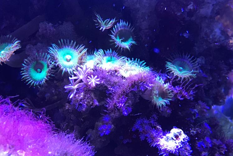 29 Reef on Apr 7, 2017