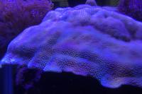 29 Reef on Apr 7, 2017