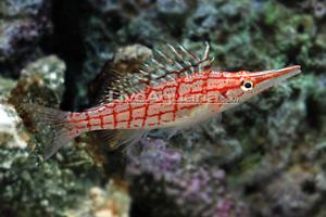 Longnose Hawkfish Thumbnail