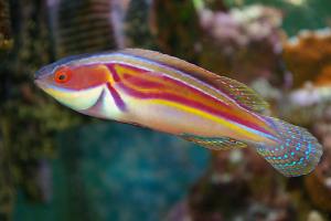 Labout's Fairy Wrasse Thumbnail